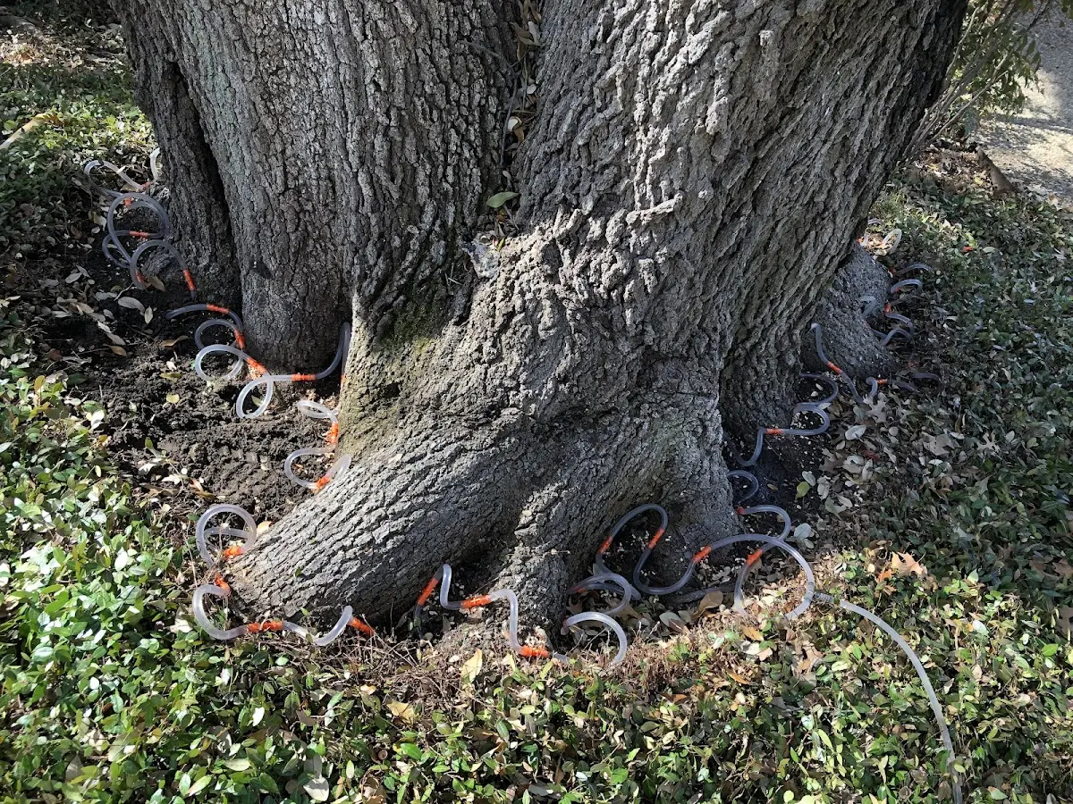 Detailed Tree Cabling and Bracing job site in Geraldine