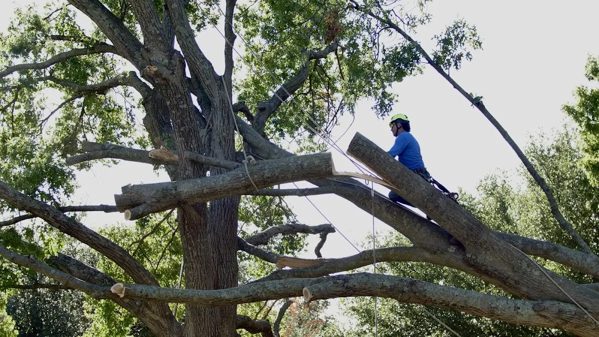 Professional Hazardous Tree Removal performed by certified arborists in Geraldine